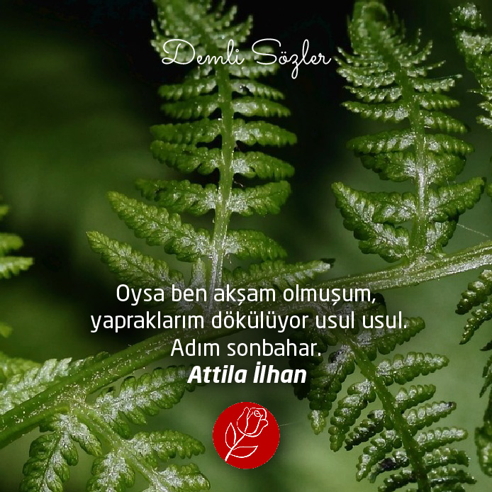 Oysa ben akşam olmuşum, yapraklarım dökülüyor usul usul. Adım sonbahar.