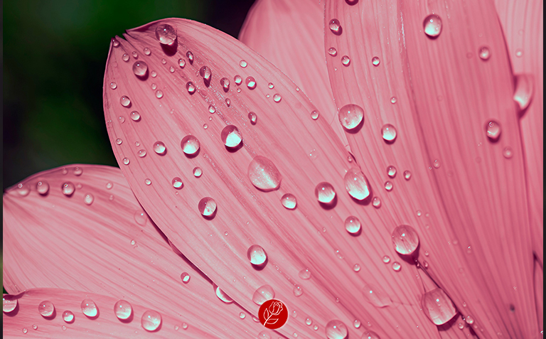 Dünya dediğin nedir ki zaten?