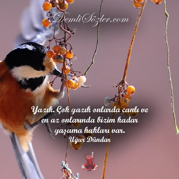 Yazık. Çok yazık onlarda canlı ve en az onlarında bizim kadar yaşama hakları var.