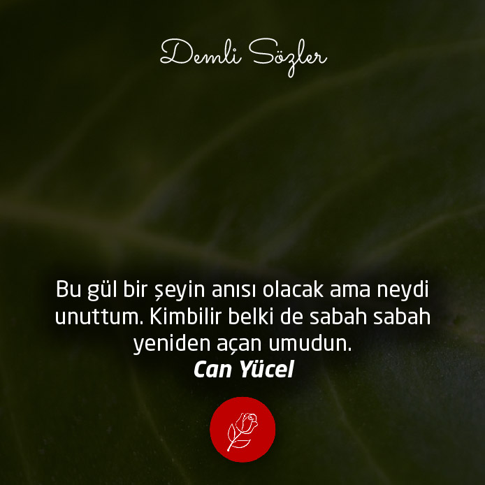 Bu gül bir şeyin anısı olacak ama neydi unuttum. Kimbilir belki de sabah sabah yeniden açan umudun.